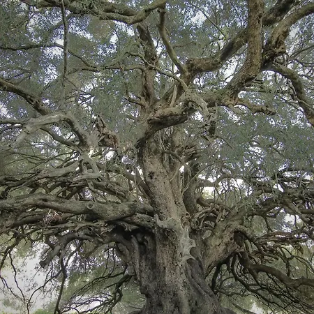 アパート Sa Domo 'e Su Furru Codrongianos