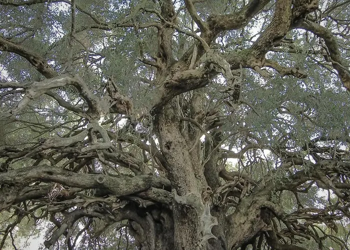 Lejlighed Sa Domo 'e Su Furru Codrongianos